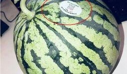 网红吃瓜贴吧,揭秘娱乐圈幕后真相，带你领略网络红人的真实生活